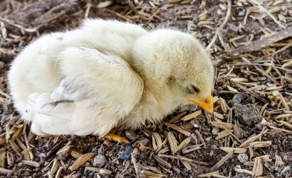 A Guide to Preparing Homemade Electrolytes for Chickens