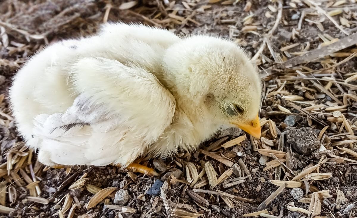 A sick baby chicken.