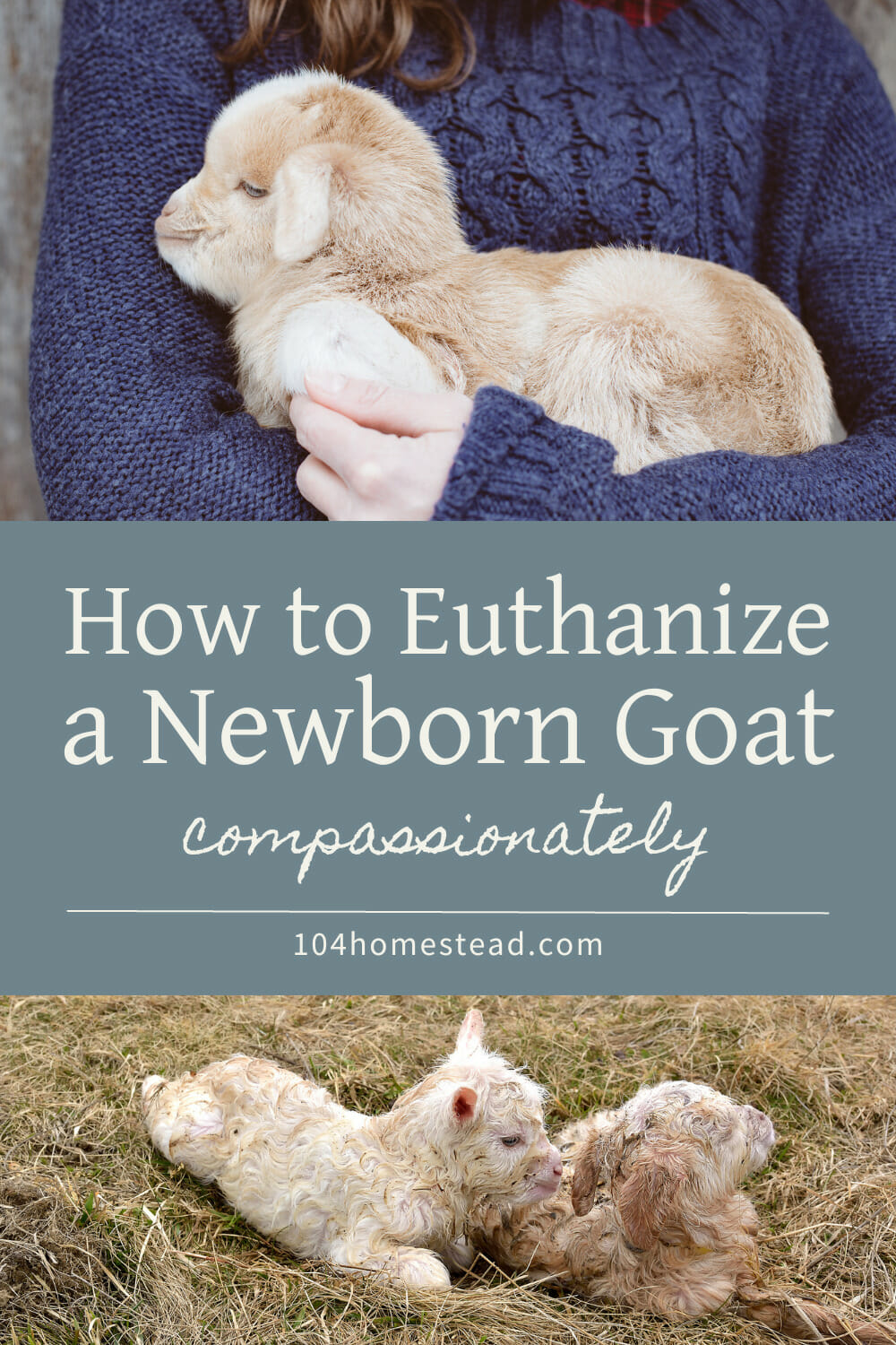 A pinterest-friendly graphic for how to euthanize a goat kid compassionately and with respect.