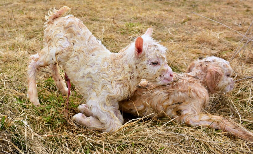 Two newborn baby goats in a field.