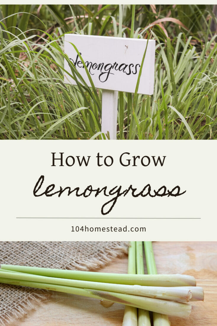 A pinterest-friendly graphic for how to grow lemongrass in your backyard garden.