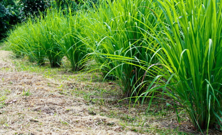 Tips On How to Grow Lemongrass in Your Own Backyard
