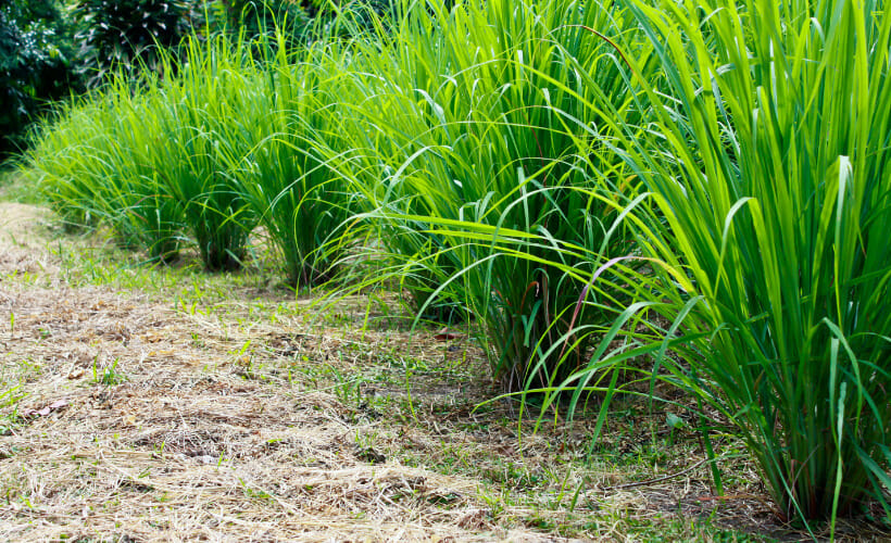 Lemongrass growing in the garden.