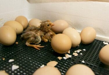 Hatching Chicks with a Broody Hen or Incubator: Which is Better?