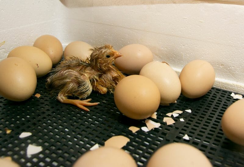 A newly hatched chick in a styrofoam incubator.