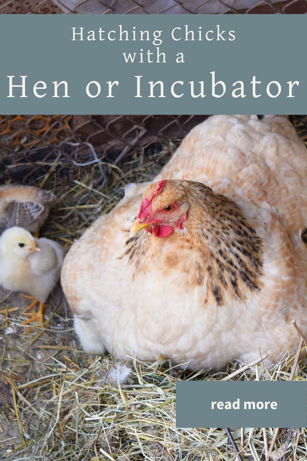 A pinterest-friendly graphic for weighing the pros and cons of hatching chicks with a broody hen versus an incubator.