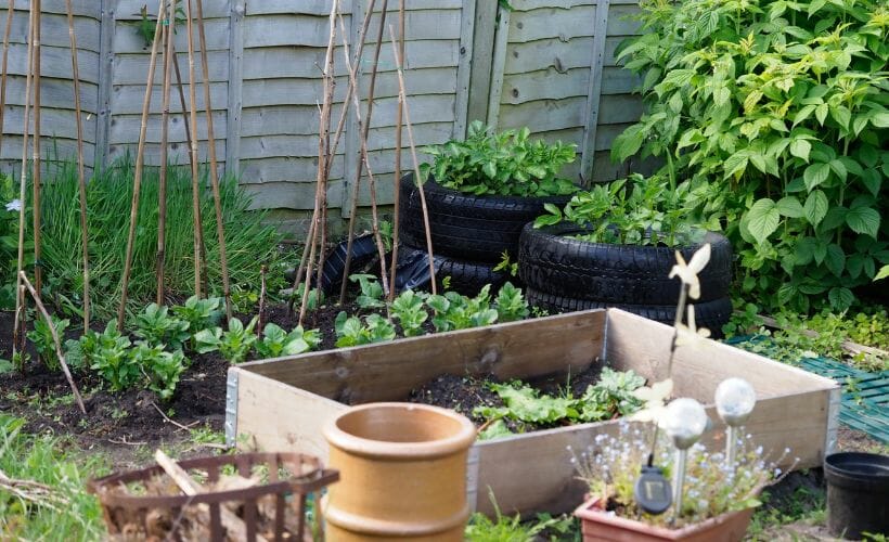 A small vegetable garden in the backyard.