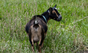 A black and tan Nigerian Dwarf goat out in the pasture.