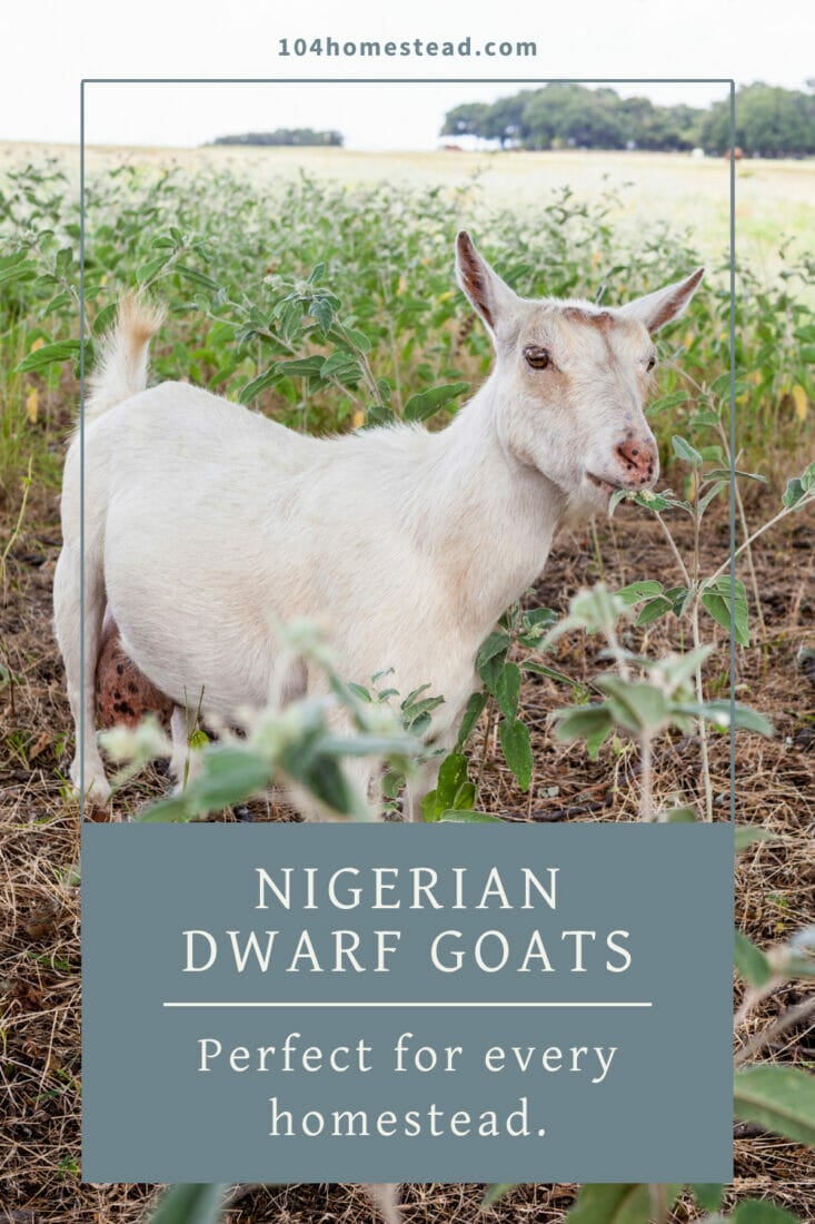 A pinterest-friendly graphic for why Nigerian Dwarf goats are perfect for every homestead.