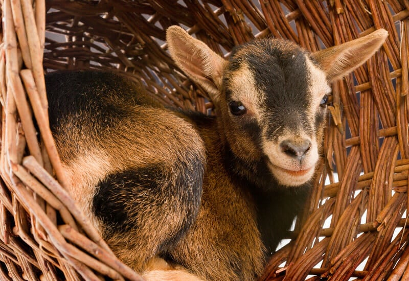 A baby goat in a willow basket.