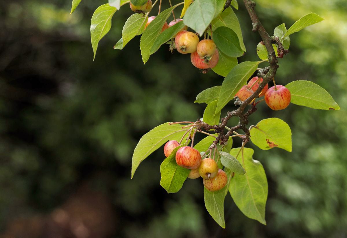A close-up of ripening crabapples growing on a tree branch with green leaves against a blurred background.