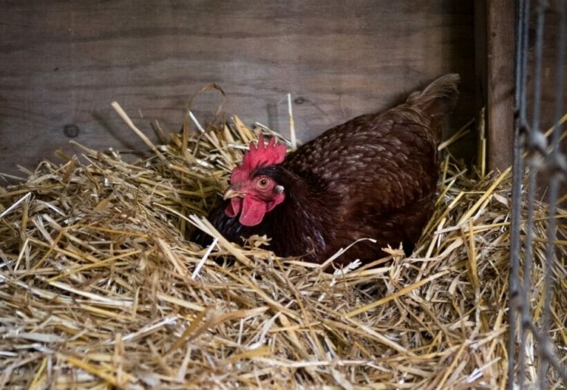 A rhode island red hen in a nest box lined with straw.