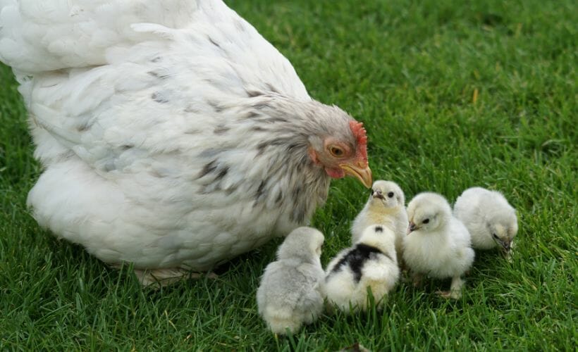 A monther hen with her freshly hatched chicks.