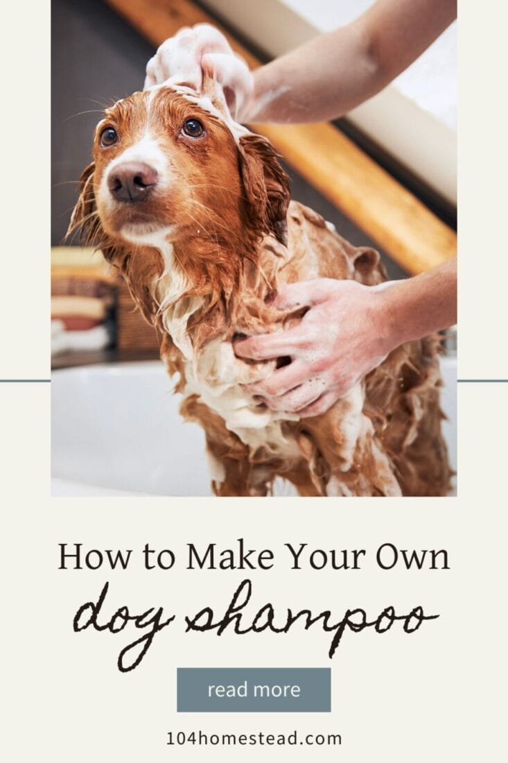 A Pinterest-friendly graphic for my homemade dog shampoo recipe.