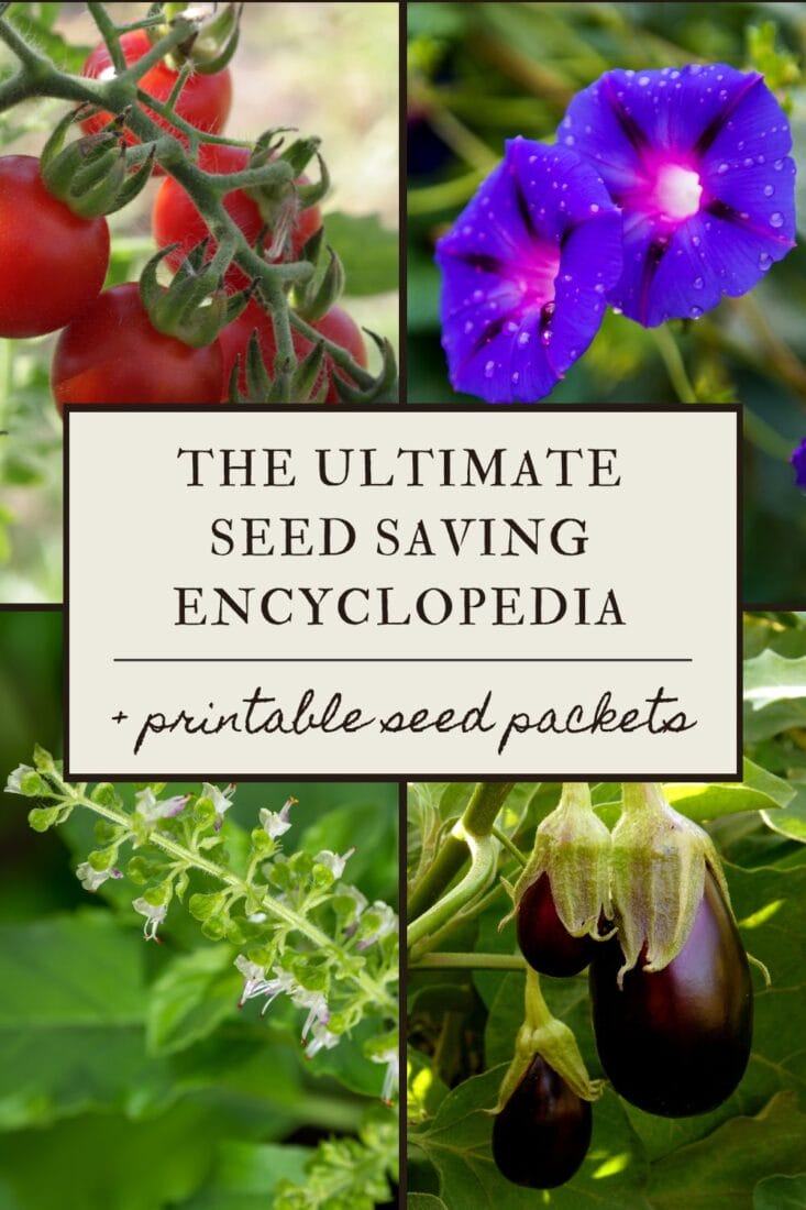 A Pinterest-friendly graphic for my seed saving encyclopedia.