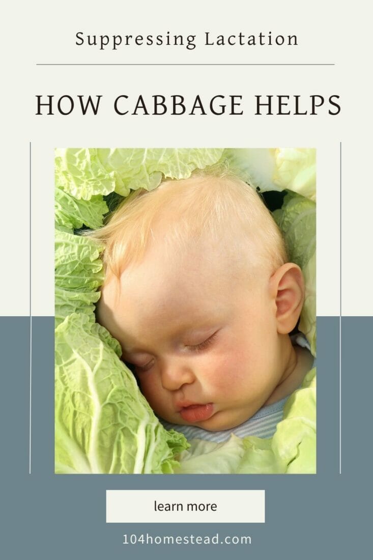 A pinterest-friendly graphic for my post on how to suppress lactation and reduce engorgement with cabbage leaves.