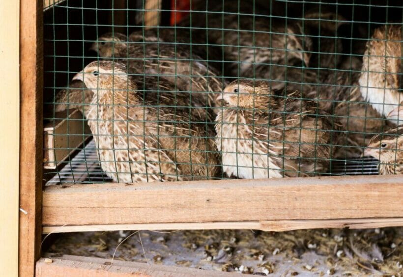 A sand filled manure tray for Coturnix quail.