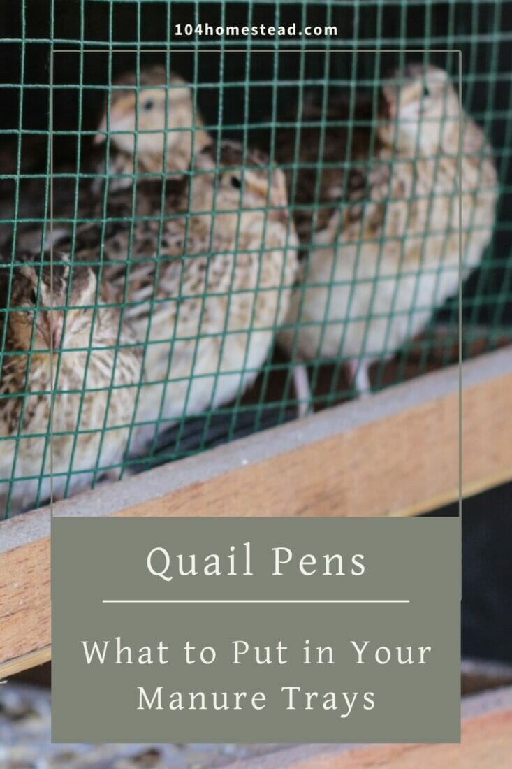 A pinterest-friendly graphic for my post on what to put in quail manure trays.