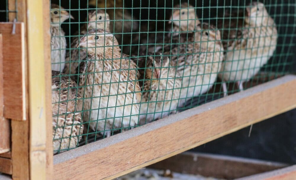 Quail in a pen with a manure tray underneath, filled with a sand blend.