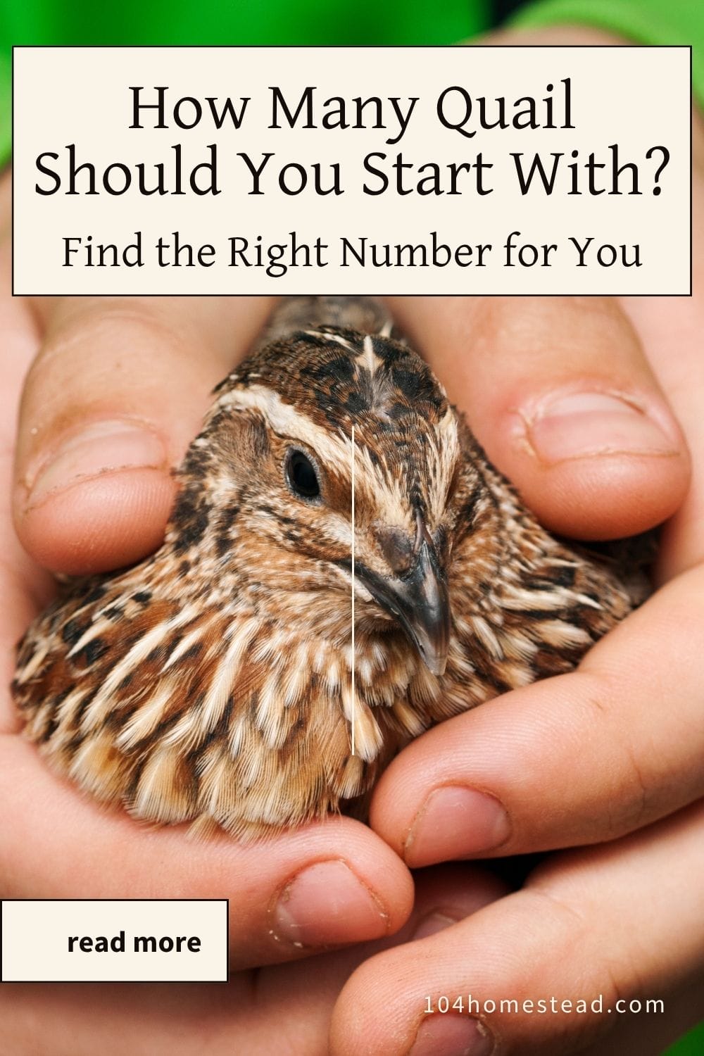 A close-up view of a Coturnix quail gently cradled in someone’s hands. The overlay text reads “How Many Quail Should You Start With? Find the Right Number for You.” This pin promotes a beginner-friendly guide to choosing the right number of quail for your homestead.