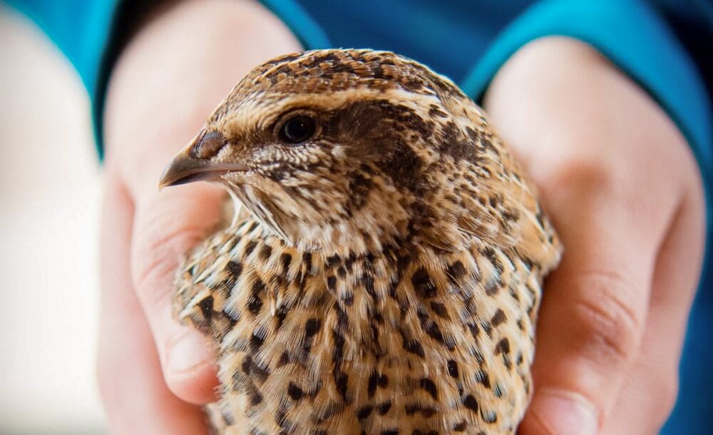 A Coturnix quail with speckled brown and tan feathers is held securely in a pair of hands. The background is softly blurred, drawing focus to the bird's detailed feather pattern and alert eye.