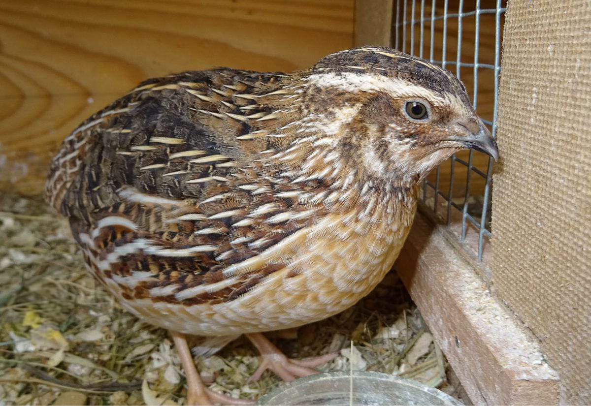 Brown Coturnix quail standing inside a wooden pen next to wire mesh, surrounded by straw and wood shavings.