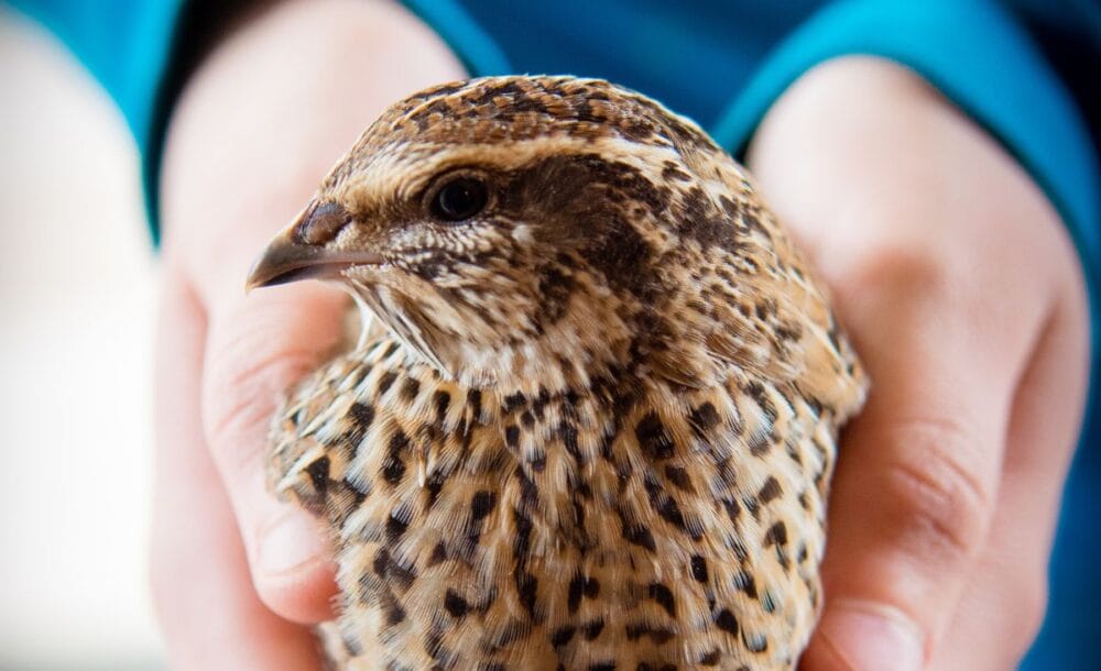 Holding a female Pharaoh Coturnix.