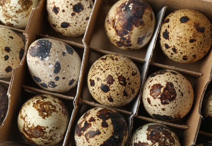 A carton of coturnix quail eggs.