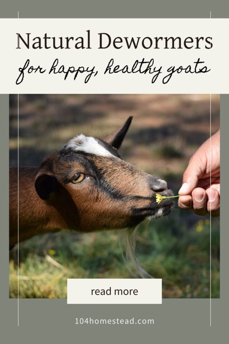 A pinterest-friendly graphic for my post on natural herbal dewormers for goats.