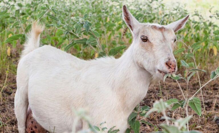 Natural Herbal Dewormers for Happy, Healthy Goats