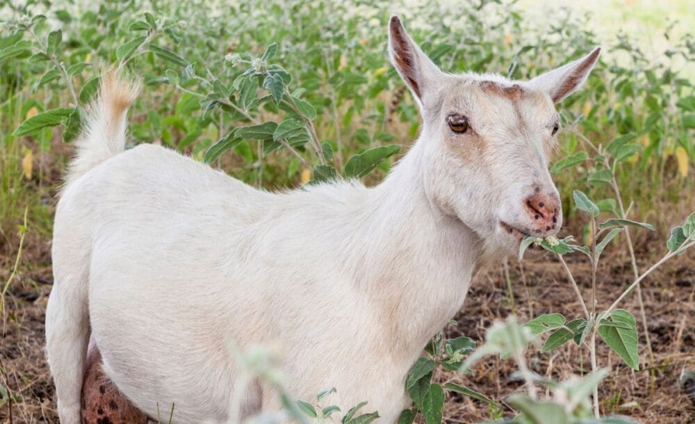A goat nibbling herbs in the garden.