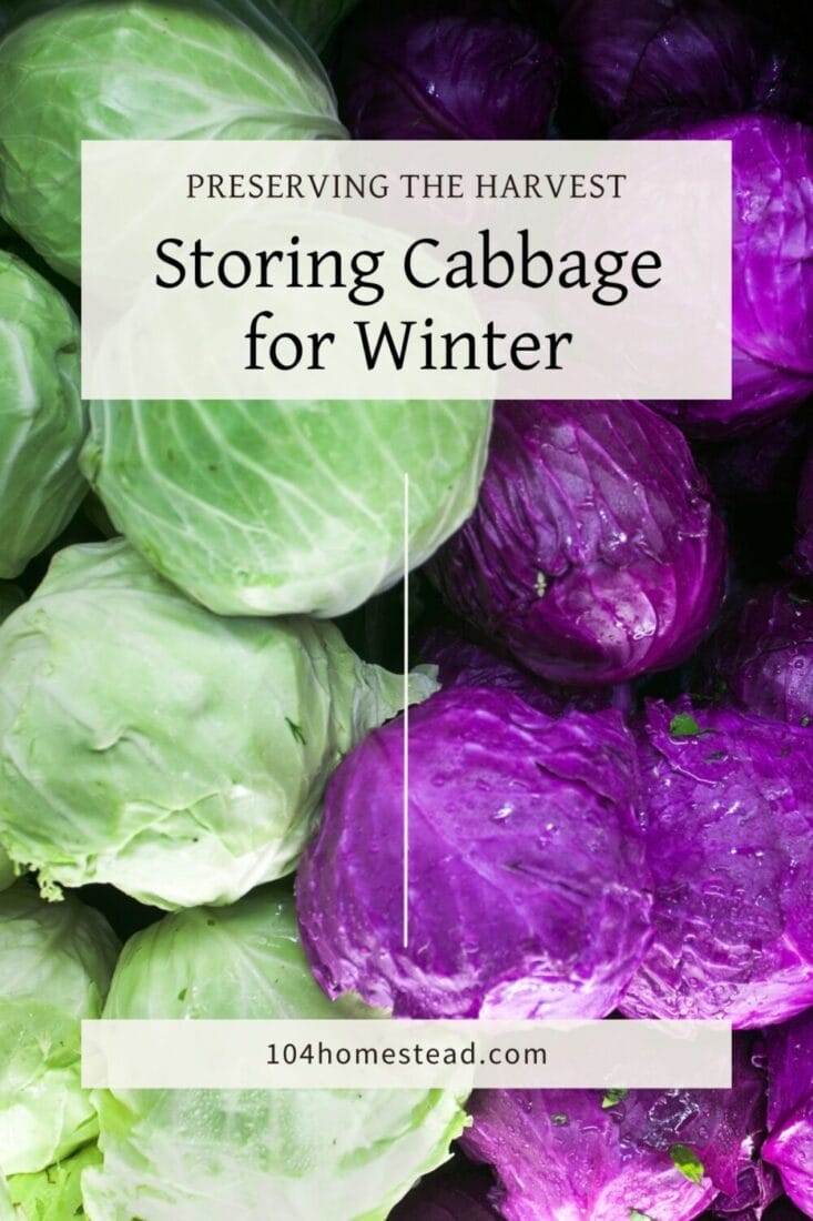 A pinterest-friendly graphic for my post on how to store cabbage for the winter.