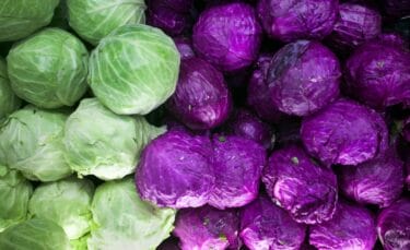 Freshly harvested green and red cabbages.