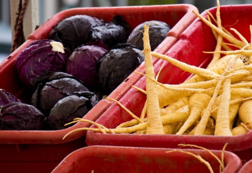 Red cabbage and parsnips in bins in the root cellar.