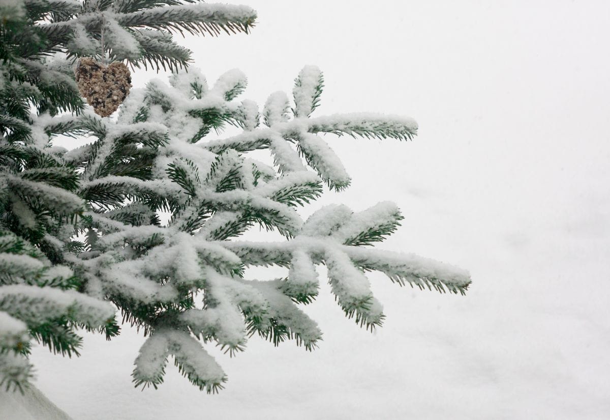 Snow-covered branches of a Christmas tree with a heart-shaped birdseed ornament hanging.