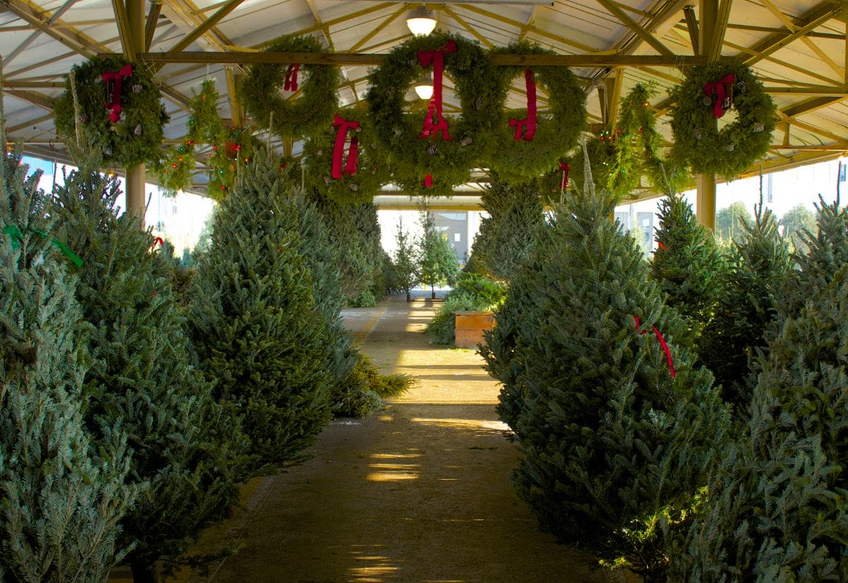 Rows of fresh Christmas trees displayed at an outdoor tree lot, decorated with wreaths above.