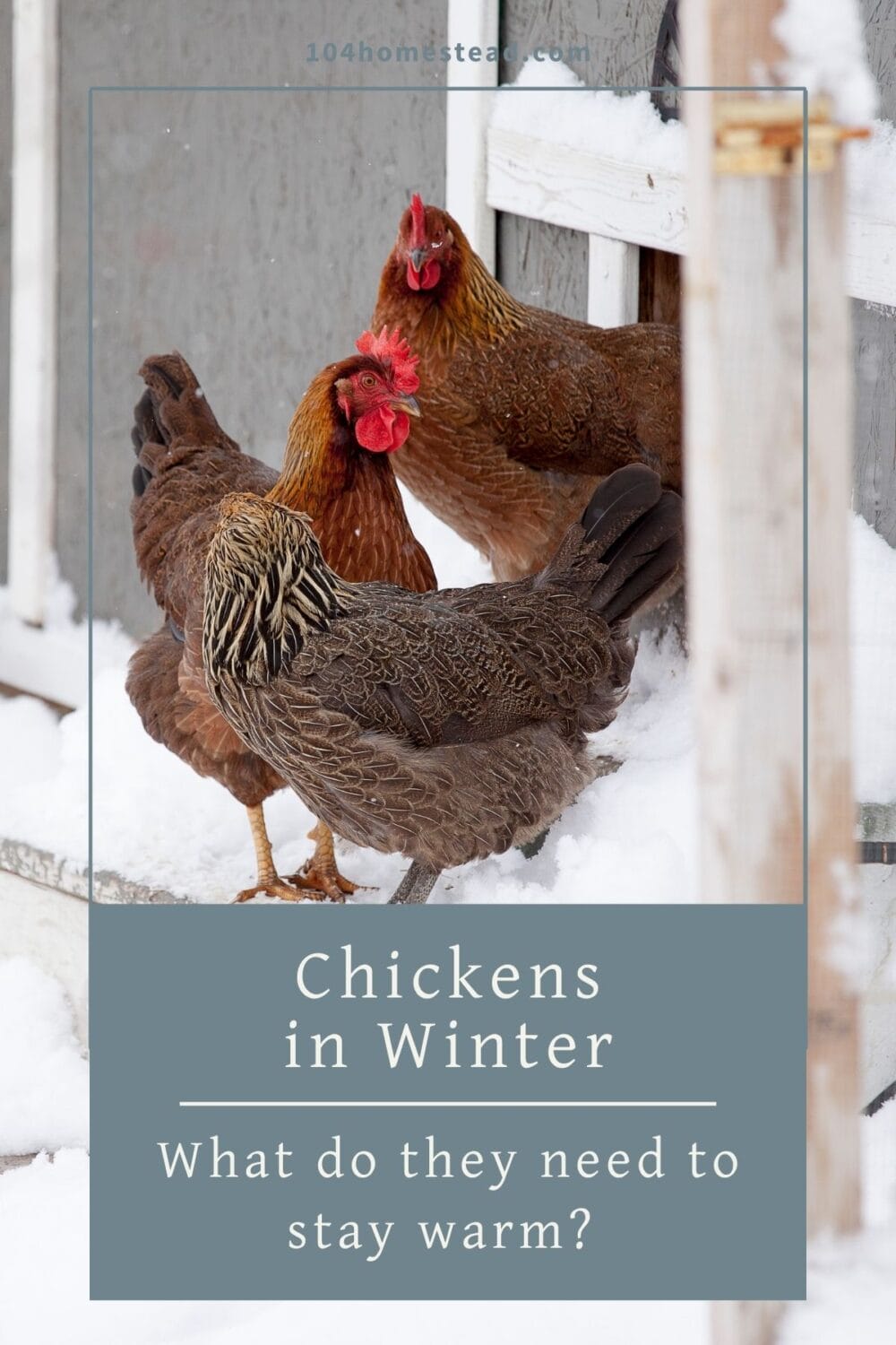A Pinterest-friendly graphic for my post on how to keep chickens warm in the winter.