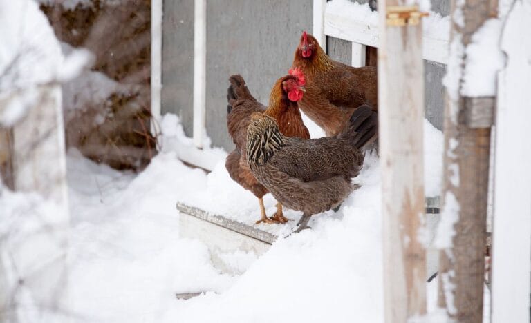 Chickens In Winter: What Do They Need to Stay Warm?