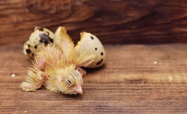 A freshly hatched quail and it's egg.