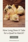 Egg to Chick: How Long Does the Quail Hatching Process Take?