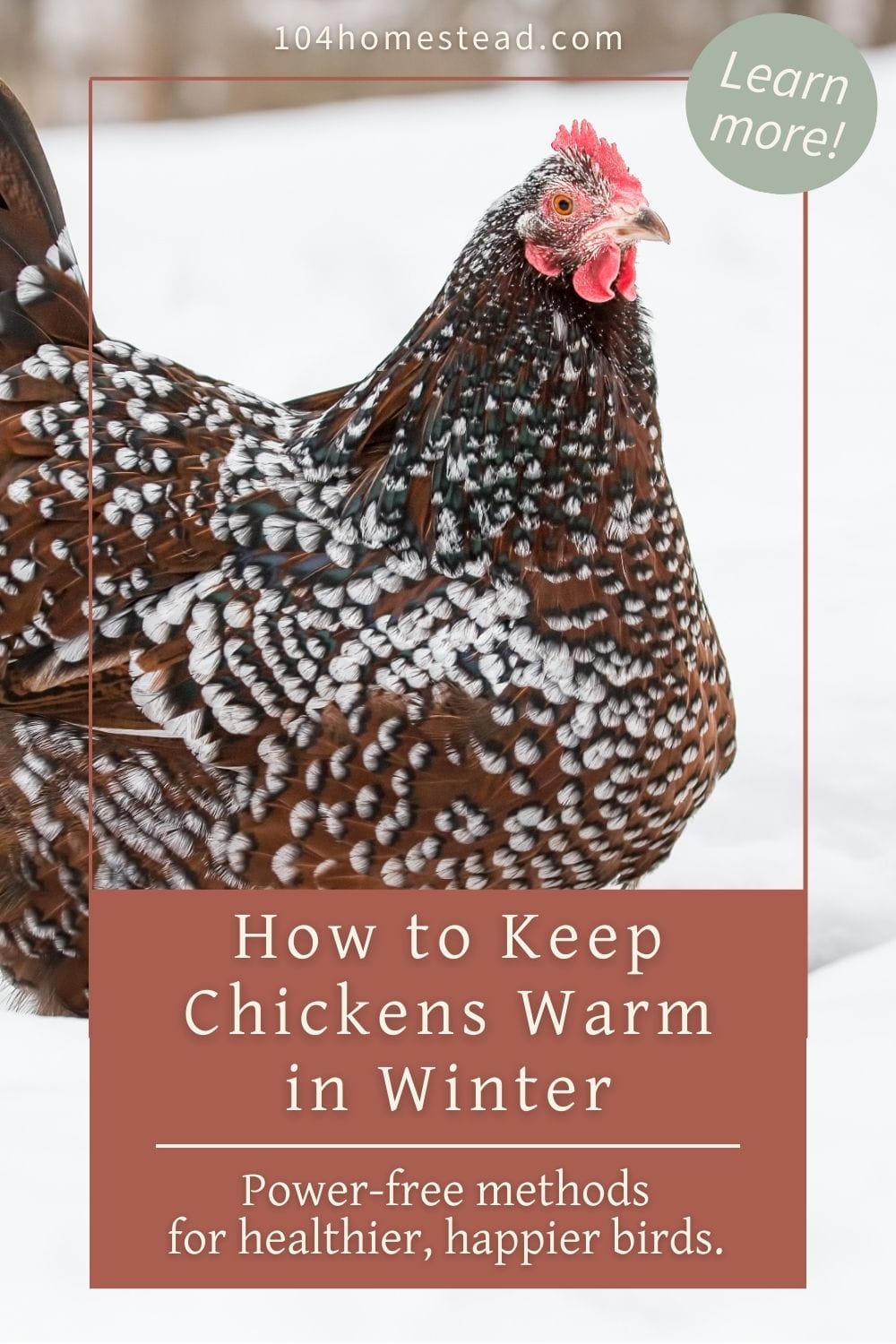 A close-up of a Speckled Sussex hen standing in fresh white snow, used as a Pinterest graphic for a post about keeping chickens warm in winter without electricity.