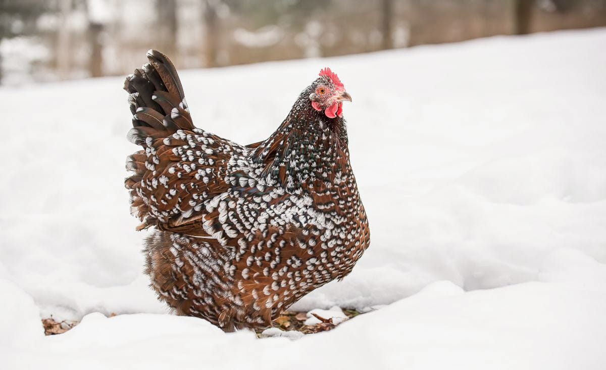 A Speckled Sussex chicken walking across a snowy yard, showing her thick winter feathers and how comfortably chickens navigate cold, snowy conditions.