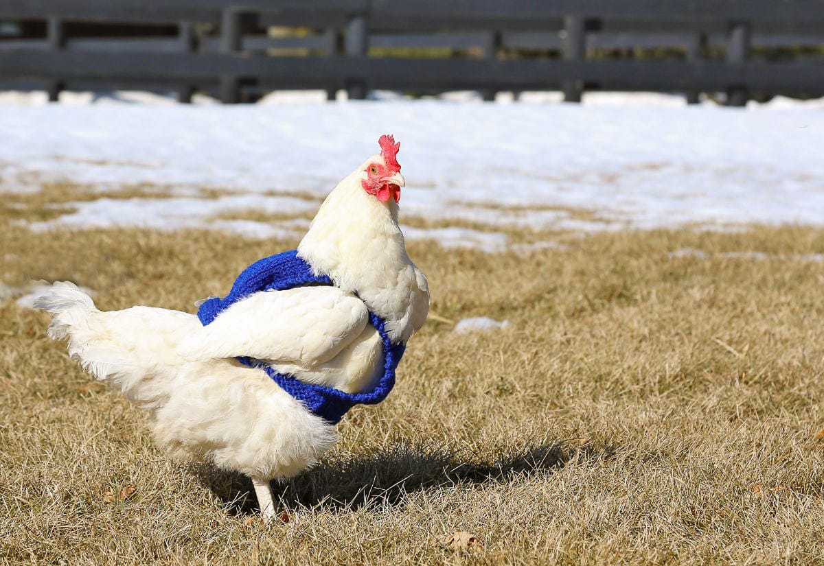 A white chicken standing on winter grass while wearing a bright blue knitted chicken sweater, illustrating why sweaters aren’t helpful for keeping birds warm.