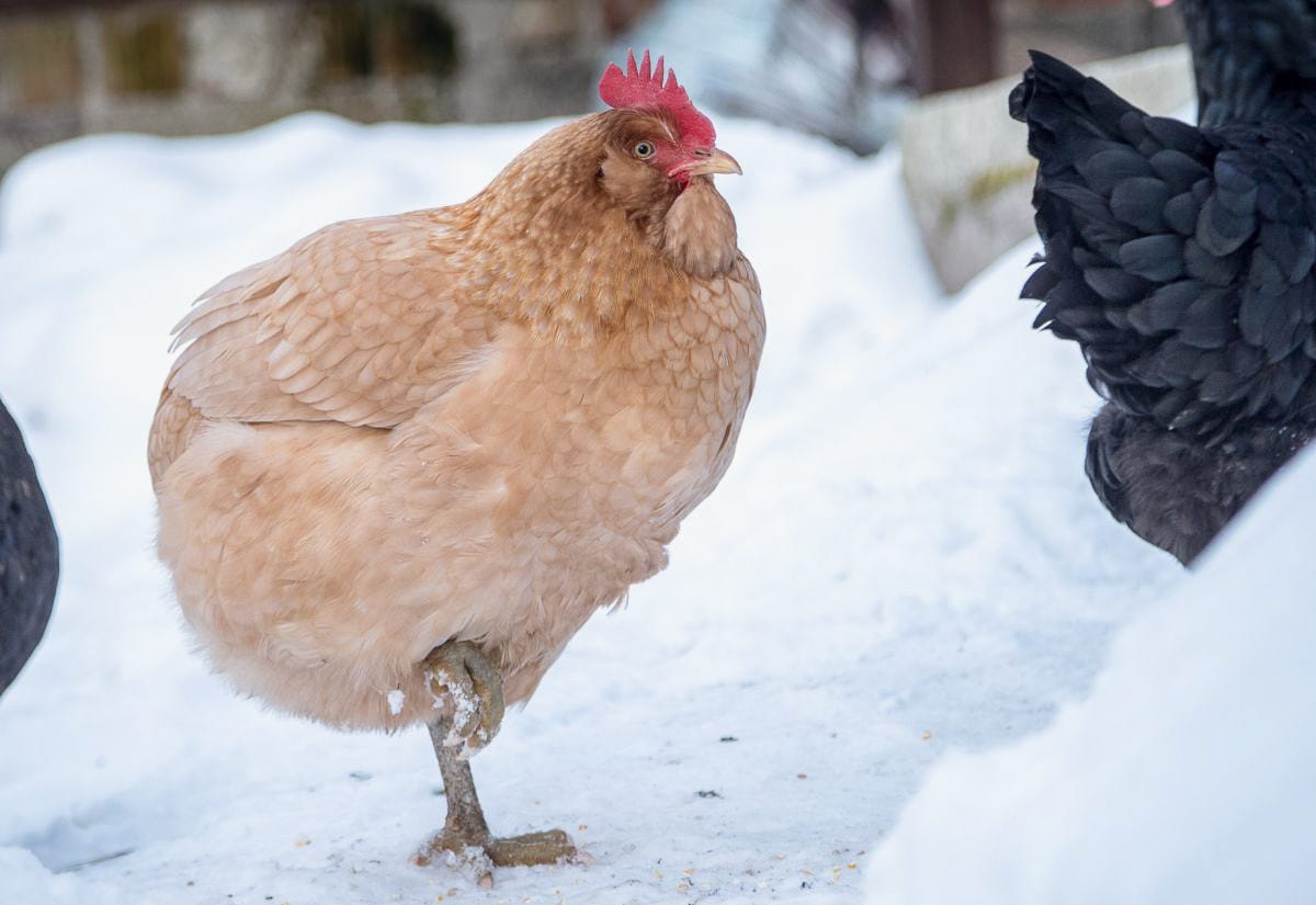 A buff-colored hen standing in the snow on one leg, puffed up against the cold with her toes tucked into her feathers for warmth.