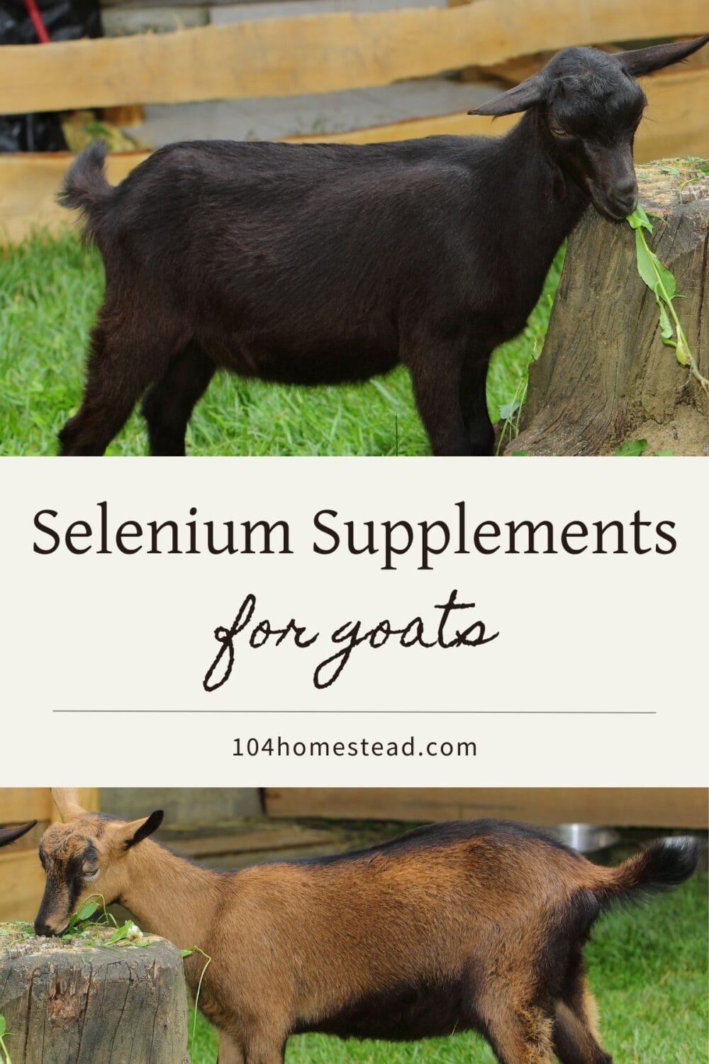 A Pinterest-friendly graphic for my post on the importance of selenium supplementation and how to supplement your herd.