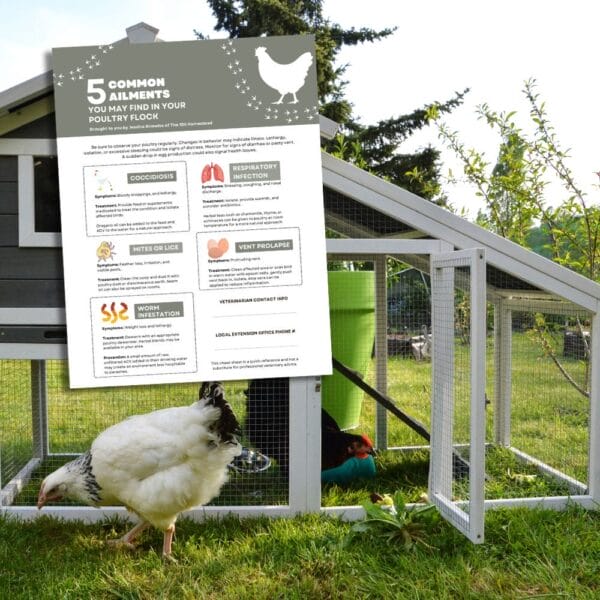 An image of chickens outside of a coop, highlighting my poultry health printable.