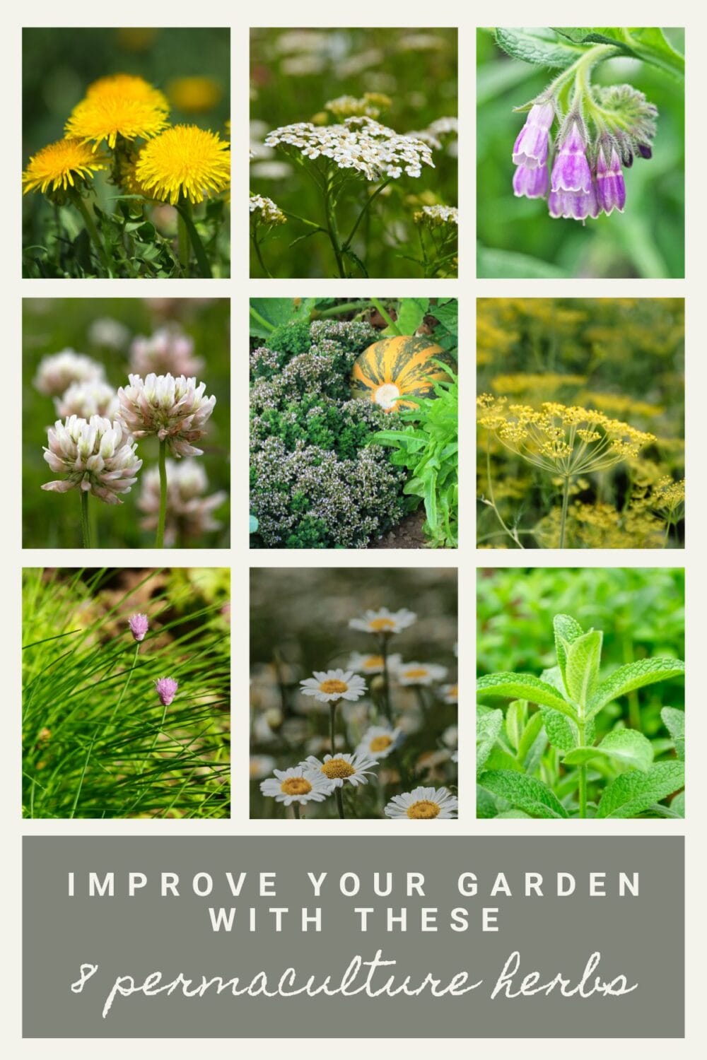 A Pinterest-friendly graphic for my post on eight herbs you should include in your permaculture garden.