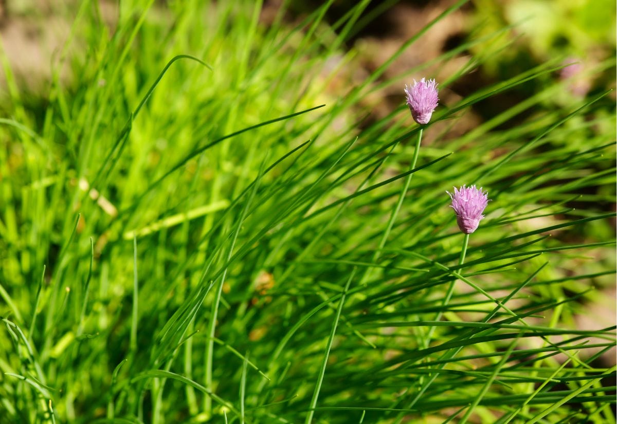 Chives in the garden.