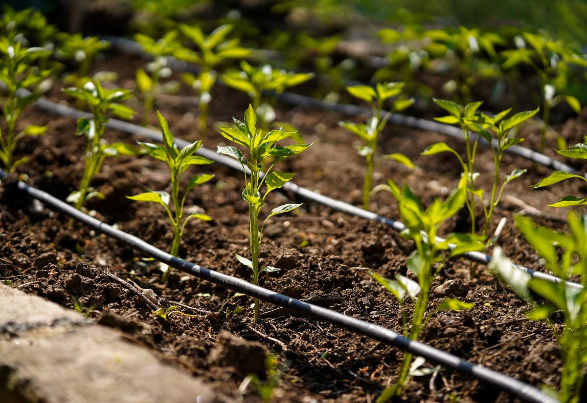 Rows of small pepper plants in garden soil with a drip irrigation system running between them.