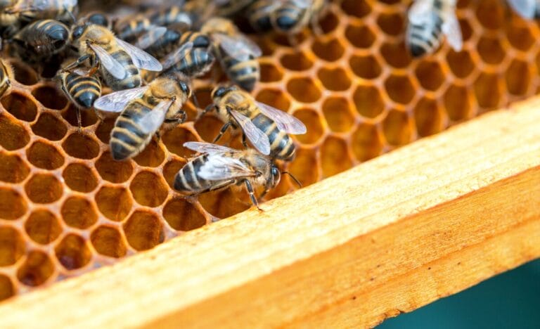 Is Beekeeping Right for Your Homestead? The Pros and Cons